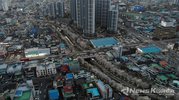 천안 벚꽃길 야관경관 조성 @천안시