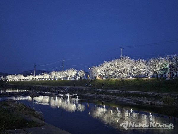 천안 벚꽃길 야관경관 조성 @천안시