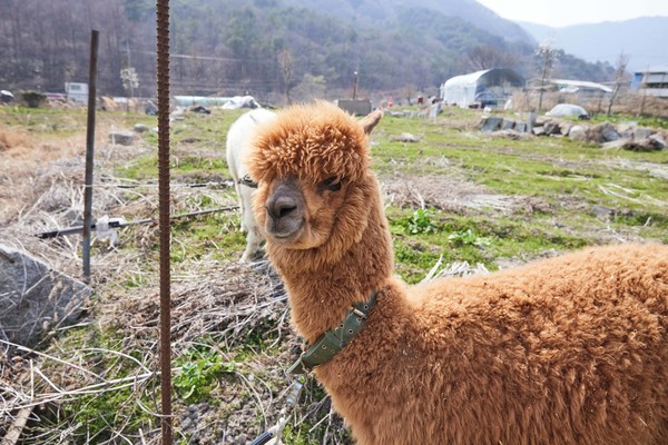 알파카 @화순군