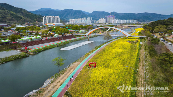 2025 화순 봄꽃 축제장(꽃강길)에 유채가 만개한 모습 @화순군