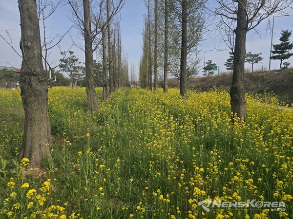솔뫼성지 유채꽃 @당진시