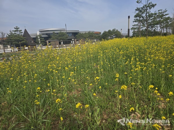 솔뫼성지 유채꽃 @당진시