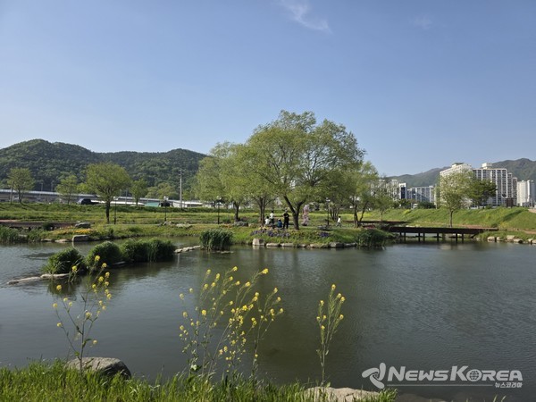 내린 비로 꽃망울이 많이 지긴 했어도 유채꽇은 건재했다, @뉴스코리아 최신 기자 