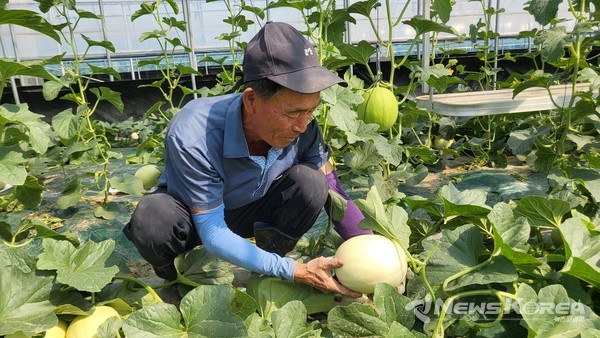 천안멜론농촌지도자회 이필영 씨가 하늘그린 멜론 수확을 준비하고 있다. @천안시