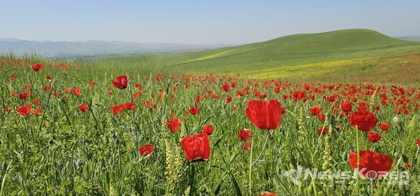 우즈베키스탄에 만개한 개양귀비꽃 @뉴스코리아 신현권 특파원