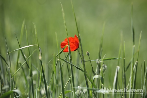 우즈베키스탄에 만개한 개양귀비꽃 @뉴스코리아 신현권 특파원