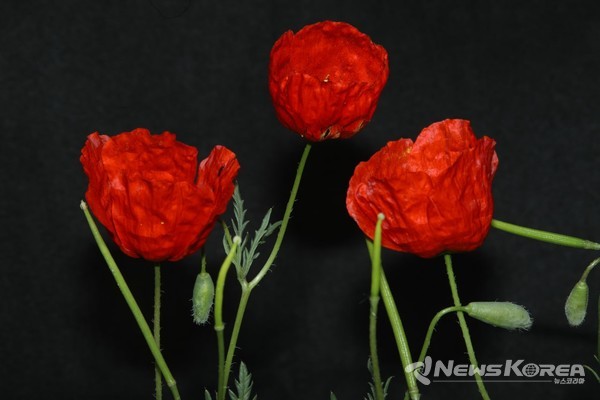 우즈베키스탄에 만개한 개양귀비꽃 @뉴스코리아 신현권 특파원