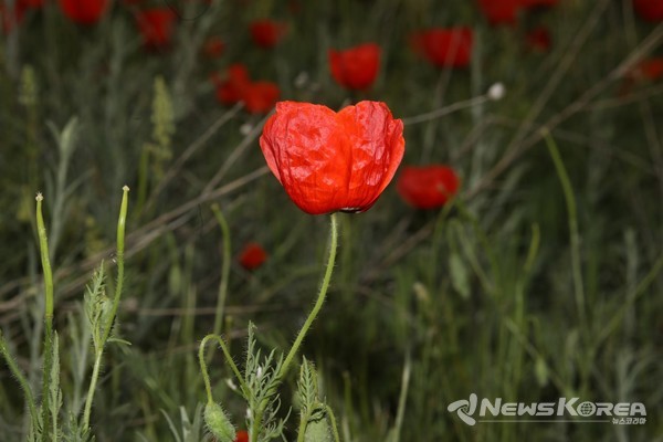 우즈베키스탄에 만개한 개양귀비꽃 @뉴스코리아 신현권 특파원