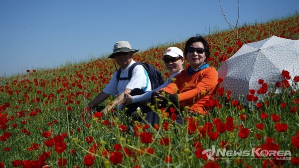 우즈베키스탄에 만개한 개양귀비꽃 @뉴스코리아 신현권 특파원