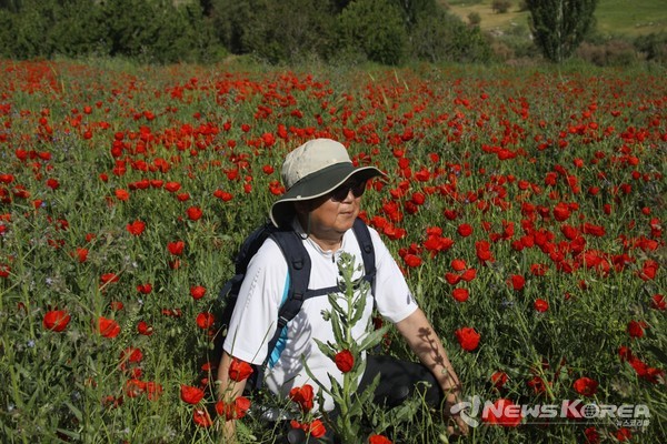 우즈베키스탄에 만개한 개양귀비꽃 @뉴스코리아 신현권 특파원