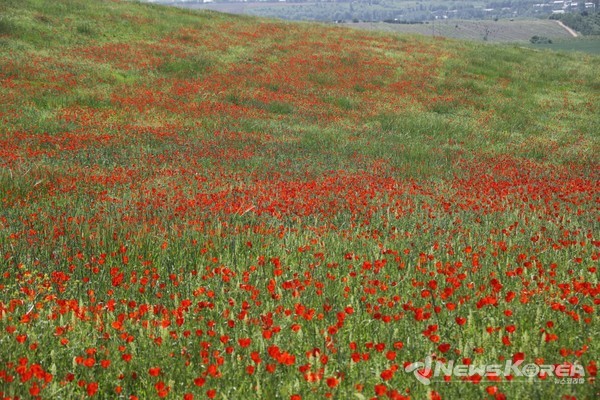 우즈베키스탄에 만개한 개양귀비꽃 @뉴스코리아 신현권 특파원