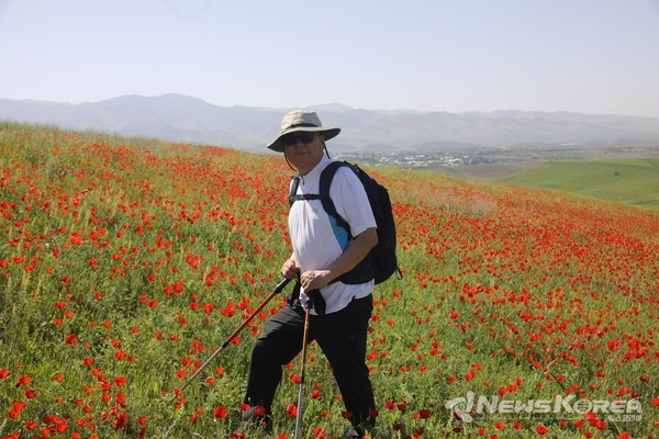 우즈베키스탄에 만개한 개양귀비꽃 @뉴스코리아 신현권 특파원