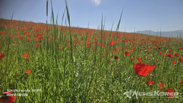 우즈베키스탄에 만개한 개양귀비꽃 @뉴스코리아 신현권 특파원