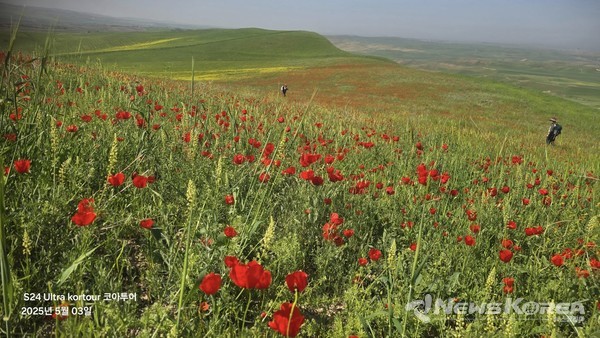 우즈베키스탄에 만개한 개양귀비꽃 @뉴스코리아 신현권 특파원