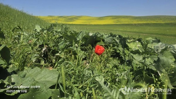 우즈베키스탄에 만개한 개양귀비꽃 @뉴스코리아 신현권 특파원