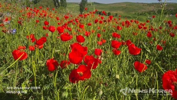 우즈베키스탄에 만개한 개양귀비꽃 @뉴스코리아 신현권 특파원
