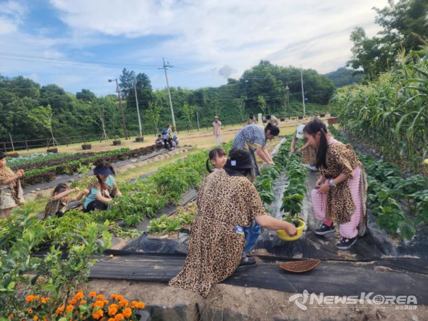 반달돌칼을 이용해 채소를 수확하는 모습 @화순군