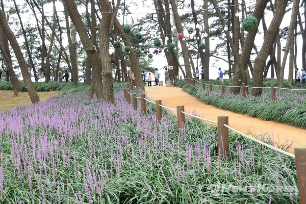 서천 장항 맥문동 @충청남도