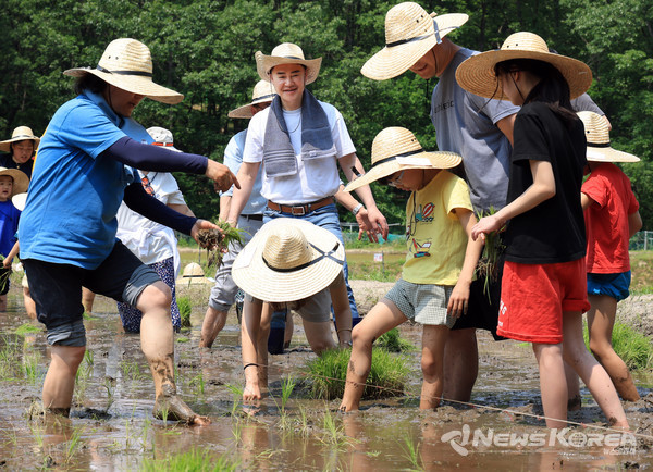 ▲오언석 도봉구청장과 구민들이 전통 손 모내기 체험을 하고 있다(2025. 5. 30. 무수골 친환경 논 체험장)(사진 가운데 오언석 도봉구청장) @도봉구
