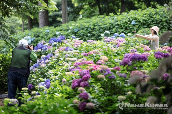 장마를 알리는 수국이 평택 내리문화공원에 활짝 폈다. 비가 본격적으로 내리기 전에 형형색색 아름다움을 뽐내는 수국을 감상하고, 멋진 사진을 남기기 위해 평일 오전부터 많은 발걸음이 이어졌다. @평택시