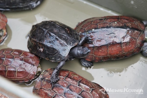 남생이 방생 행사 @당진시