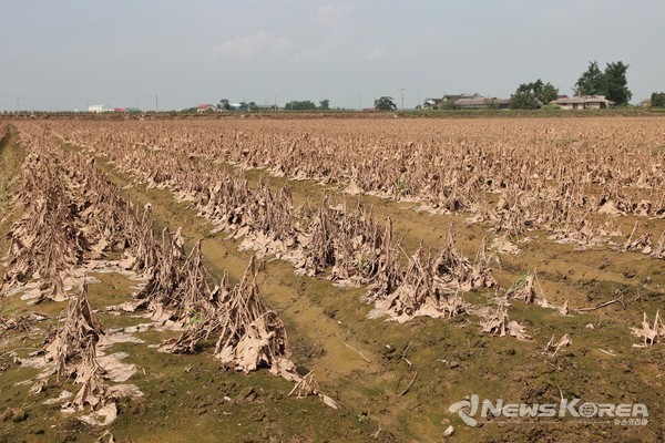 당진시 논콩 피해 현황 @당진시