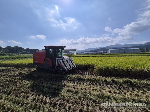 충북 음성군, 감곡면에서 올해 ‘첫 벼베기’ 실시 @음성군