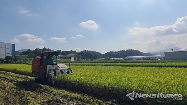 충북 음성군, 감곡면에서 올해 ‘첫 벼베기’ 실시 @음성군