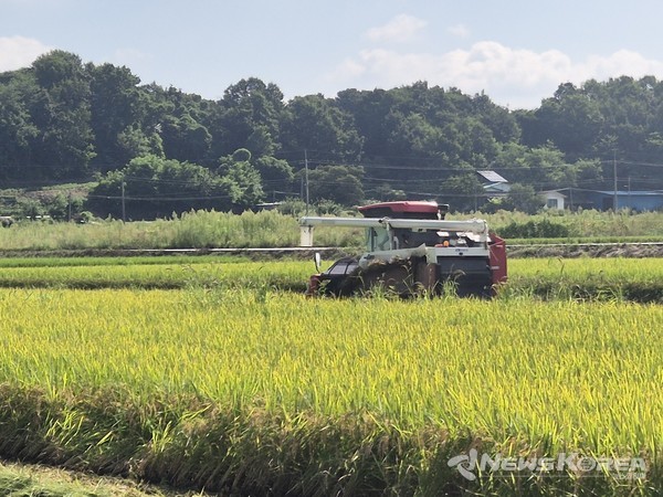 충북 음성군, 감곡면에서 올해 ‘첫 벼베기’ 실시 @음성군