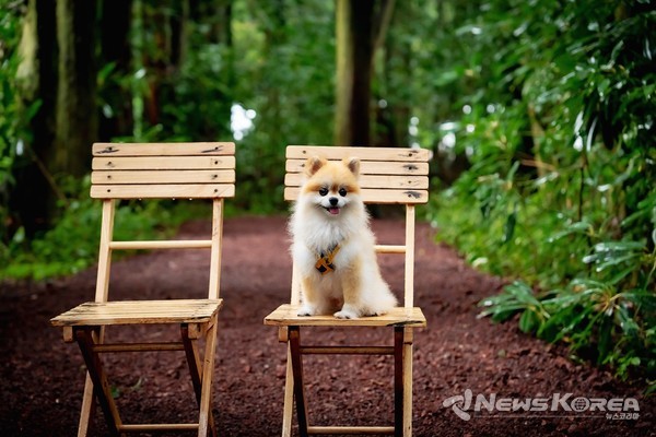 비밀의숲 @제주관광공사