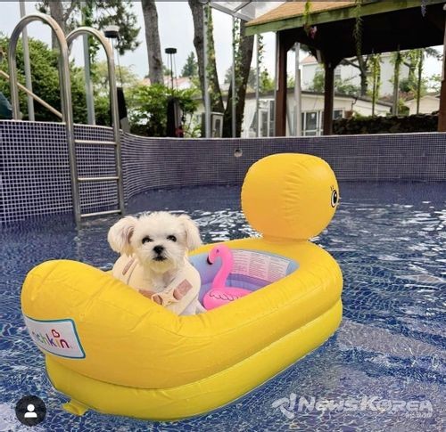 애견댕댕이 파크리조트 @제주관광공사