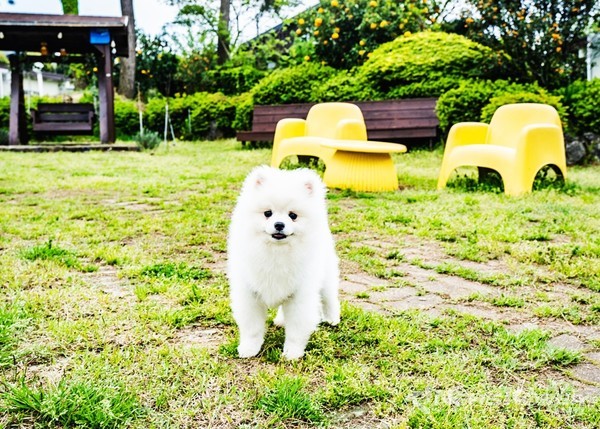애견댕댕이 파크리조트 @제주관광공사
