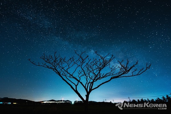 나홀로나무와 은하수 @제주관광공사