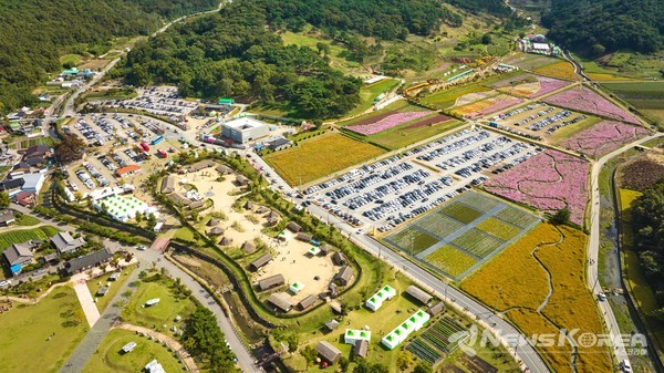 2024 화순 고인돌 가을꽃 축제장 풍경 @화순군