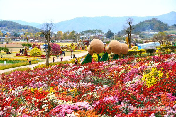 2025 화순 고인돌 가을꽃 축제 @화순군