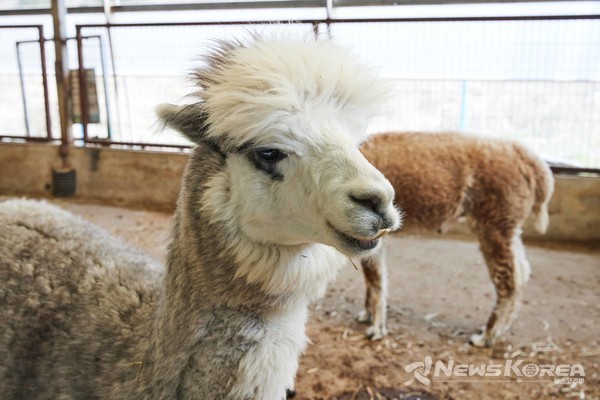 2025 화순 고인돌 가을꽃 축제(알파카) @화순군