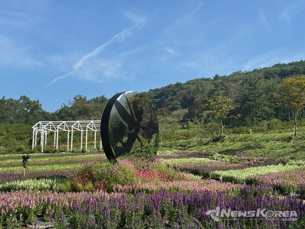 축제 준비 중인 가을꽃단지 풍경 @화순군