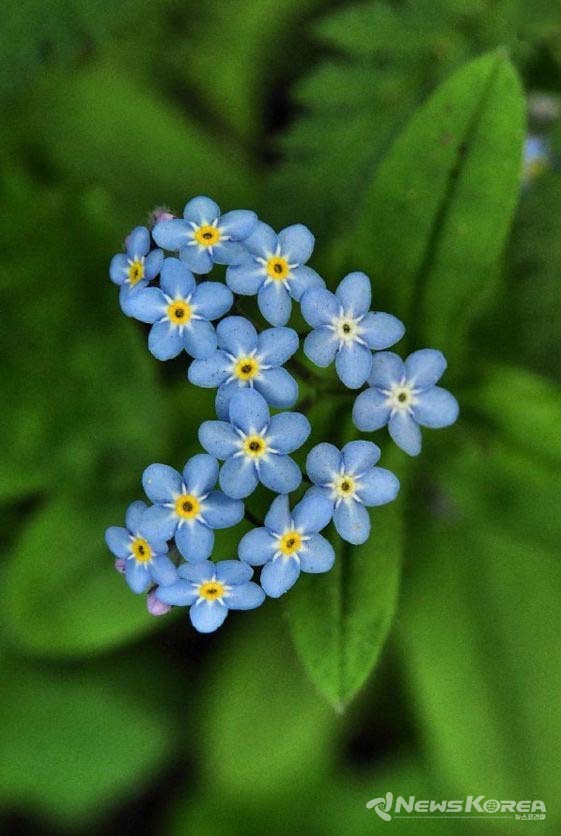 물망초 @뉴스코리아 포토DB