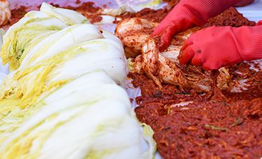 잘 절여진 배추에 여러 양념을 버무려 만든 '김치 속' 을 넣어 맛있는 김치를 담그는 방법은 만국 공통어이다. @세계김치연구소