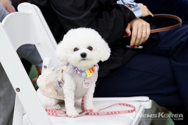 천안시민과 함께하는  K-DOG FESTIVAL 2025 행사장에 참석한 견주와 애견 @뉴스코리아 김현미 기자