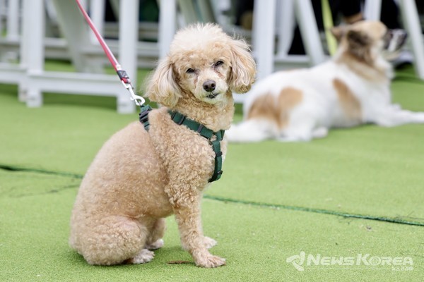 천안시민과 함께하는  K-DOG FESTIVAL 2025 행사장에 참석한 견주와 애견 @뉴스코리아 김현미 기자
