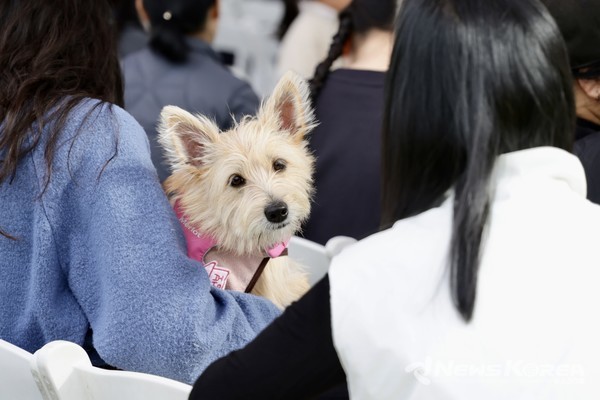 천안시민과 함께하는  K-DOG FESTIVAL 2025 행사장에 참석한 견주와 애견 @뉴스코리아 김현미 기자
