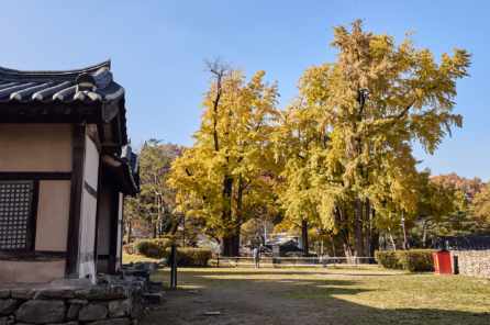 ​맹씨행단@아산시​