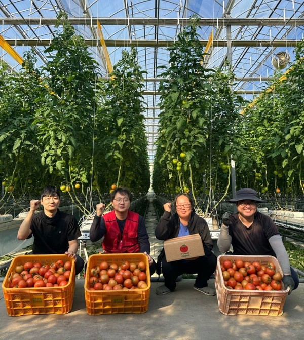 스마트팜사관학교 A동에서 완숙토마토를 첫 수확한 청년농업인들이 수확물을 선보이고 있다. @당진시