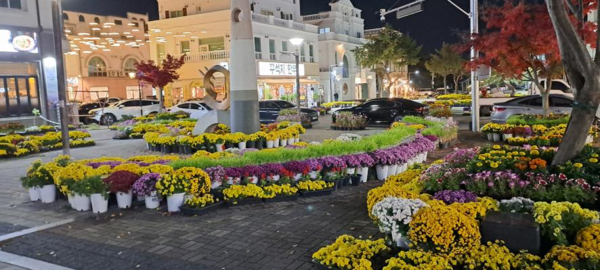 지중해마을에 새롭게 전시된 국화 @아산시