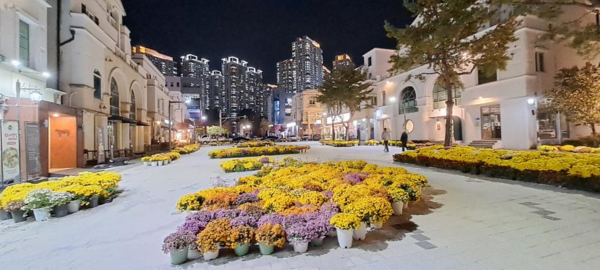 지중해마을에 새롭게 전시된 국화 @아산시